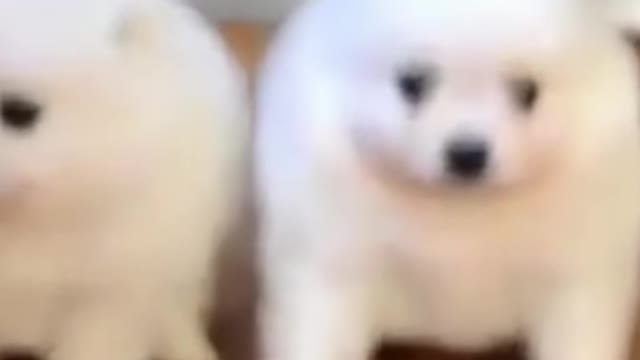 Funny Animal Videos #76