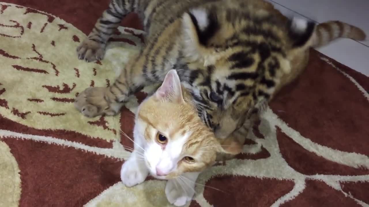 Tiger and cat not so different