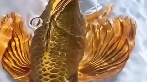 AN INCREDIBLY BEAUTIFUL AND MAJESTIC GOLDEN BUTTERFLY KOI FISH