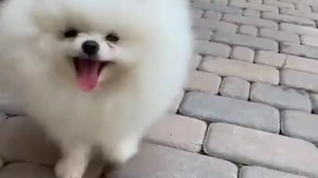 Cute pet dog walking