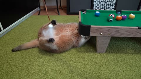 Billiards for cats!