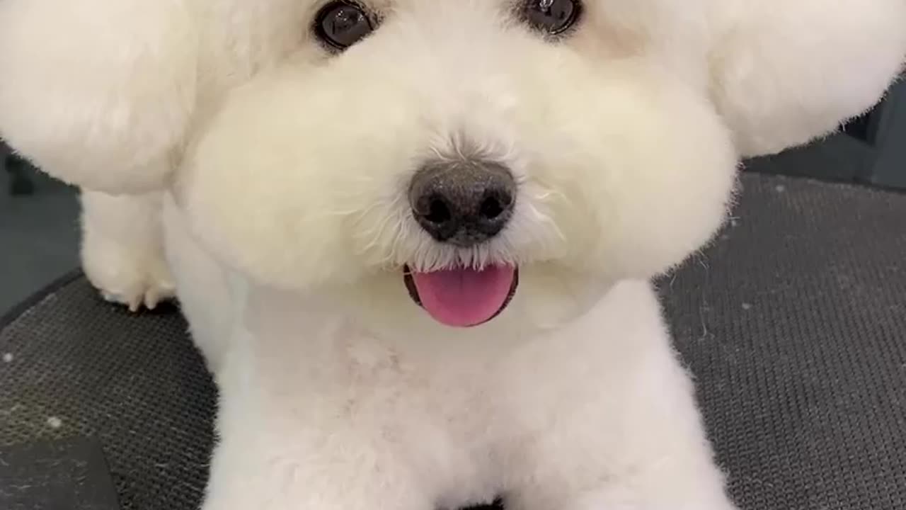 Cute Puppy Compilation