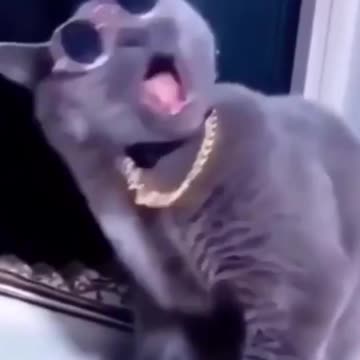 Funniest Animals Video