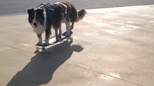 Pair of Skilled Pups on Skateboard