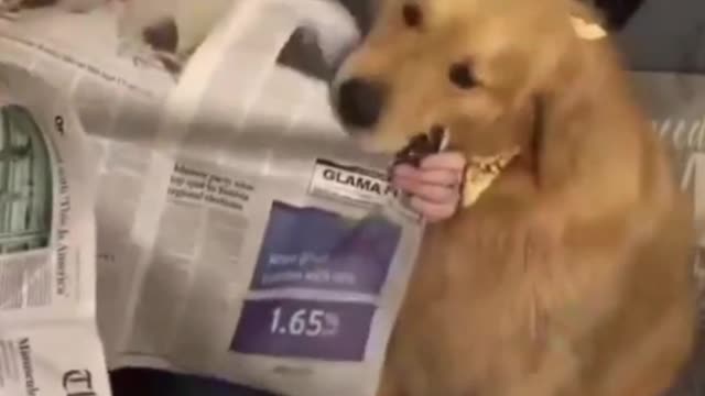 Dog tears the newspaper🤣😂