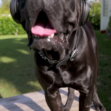 The Boy’s a Liarrr