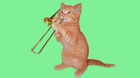 Funny cat videos