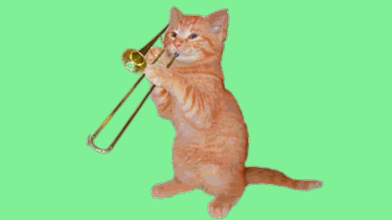 Funny cat videos