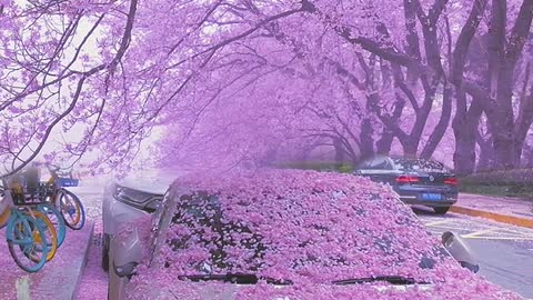 Of course, the beautiful cherry blossoms should be shared with the most beautiful girls