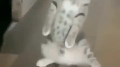 cute lovely cats😍 funny moments #2