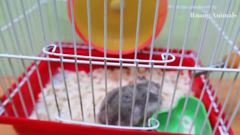 Hamster Lucu Ngamuk Pengen Keluar Kandang