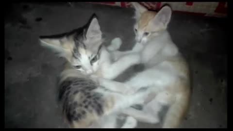 Cute Kittens