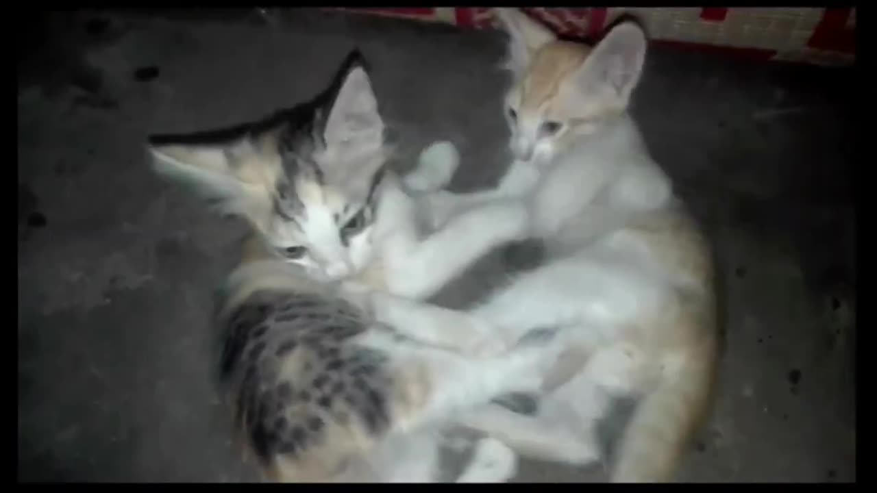 Cute Kittens