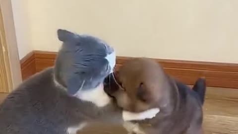 Cat smackdown