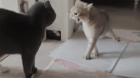 Two cats fighting 🤣