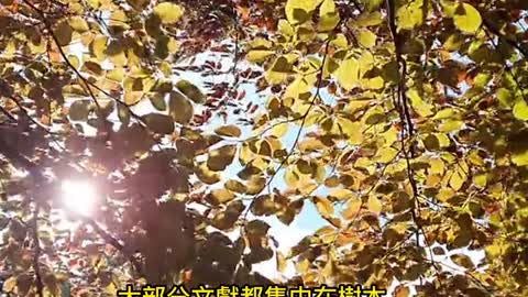 「鳥鳴」心情變好！ 改善長達8小時