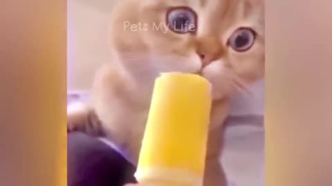 Funny cat and dog😹