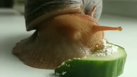 Snail eating slowly