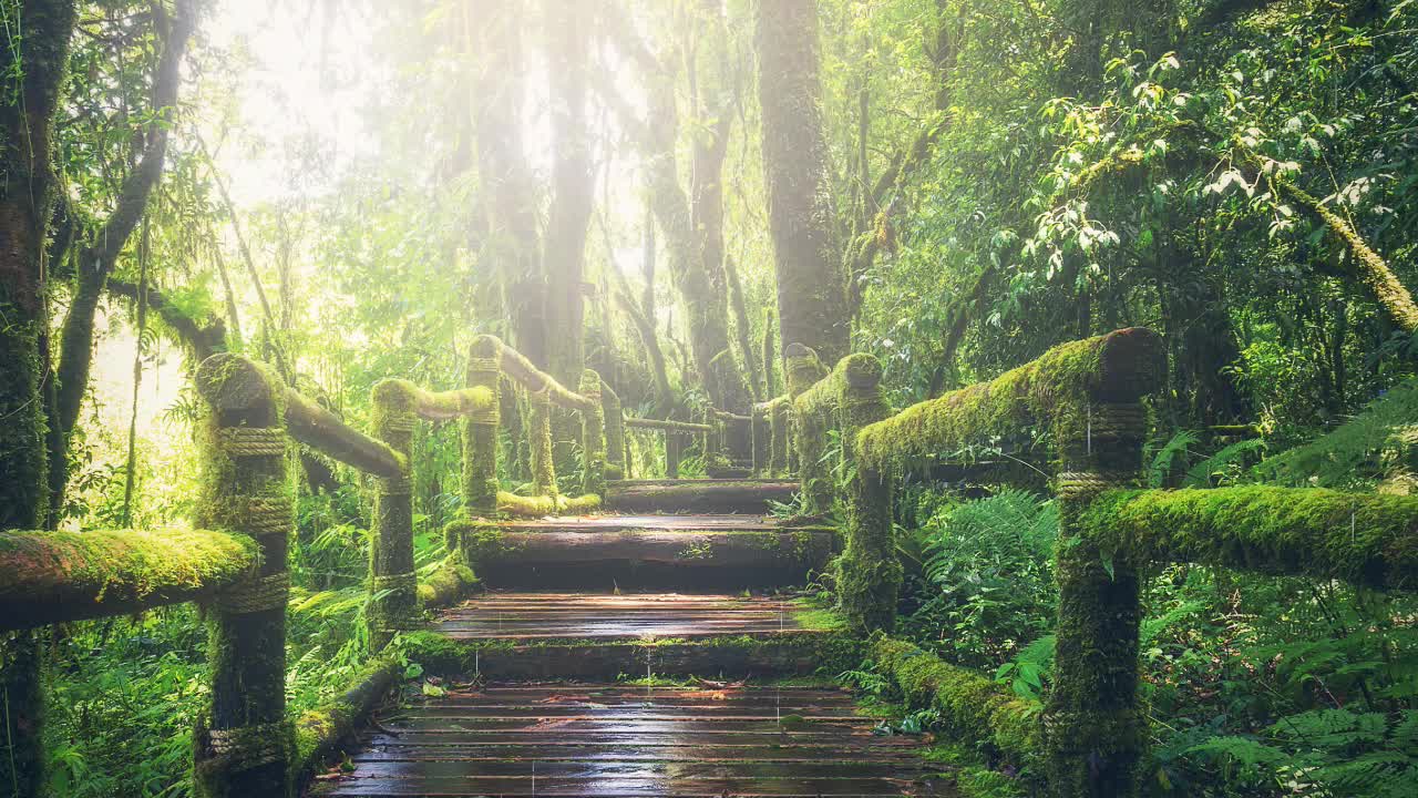 Good music_healing music_Spring_Healing_Sleeping_Rain