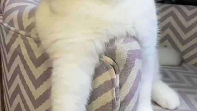 Cute Cats and Funny Animals Compilation 😹 Try Not To Laugh Challenge 💚