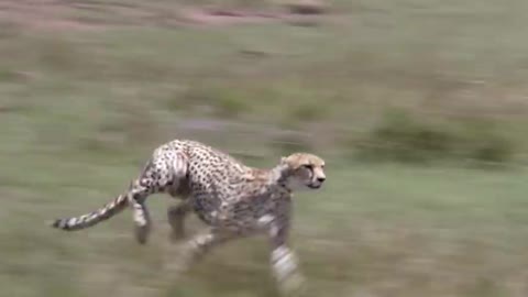 Cheetah_fastest running Animal