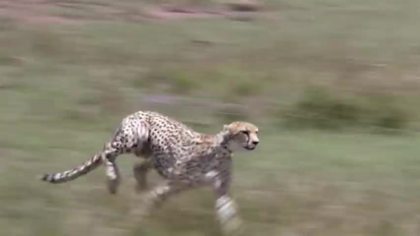 Cheetah_fastest running Animal