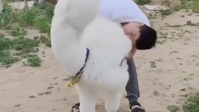 White Alpaca Spit