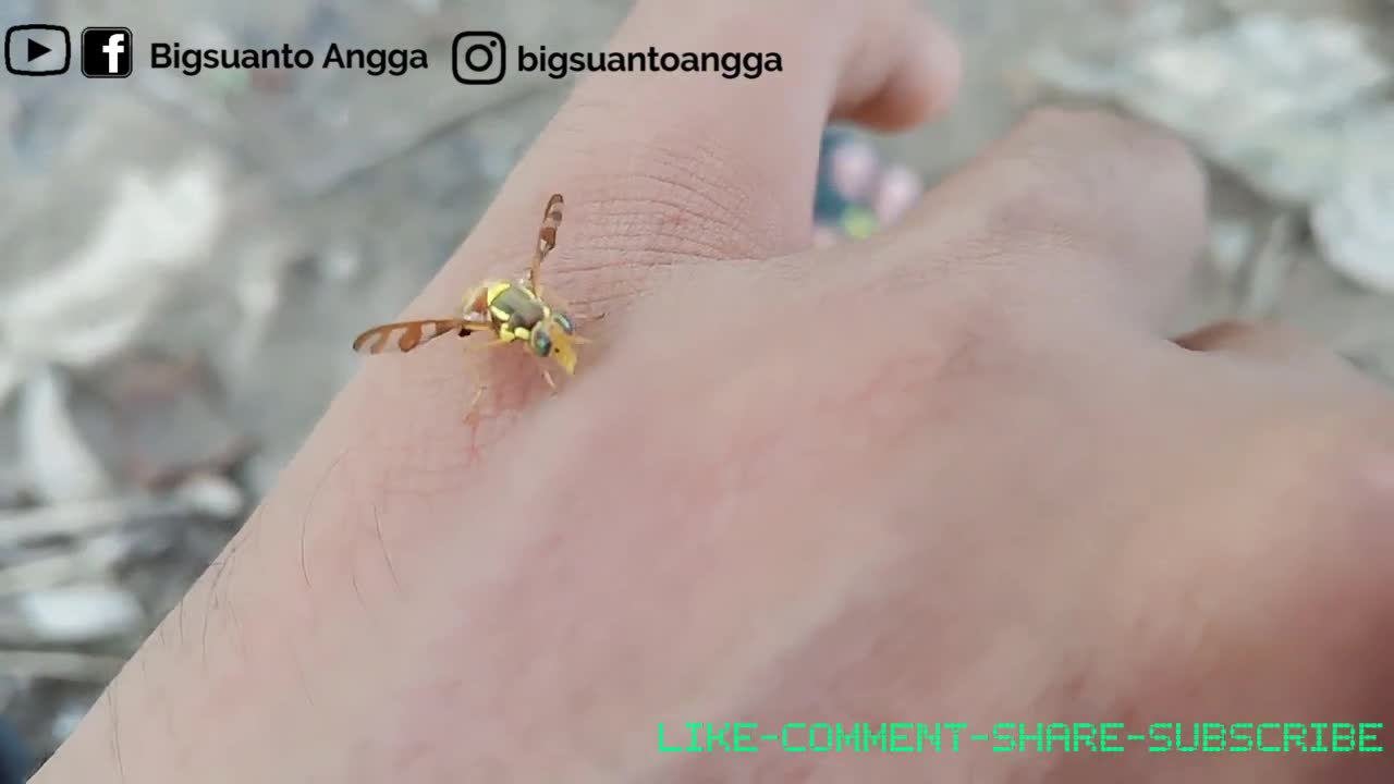 Animal - What kind of insect is this - Bigsuanto angga