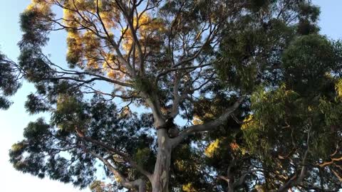 Gorgeous Evening and a Koala