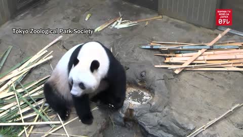 Giant panda Xiang Xiang turns 5