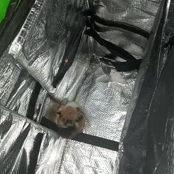 The cat gave birth in a thermal bag