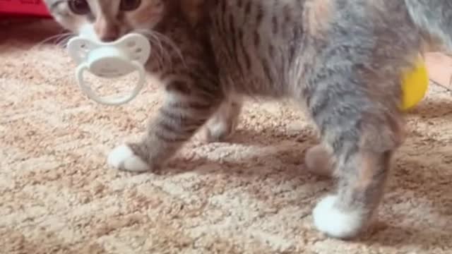 #cat ##crazycat #babycat #funnyvideos #funnycat