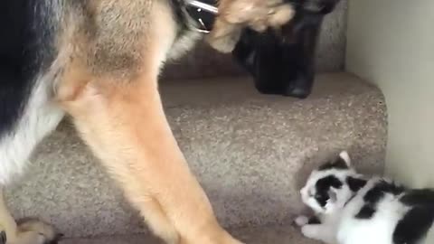 Helpful pup carries foster kittens upsatires