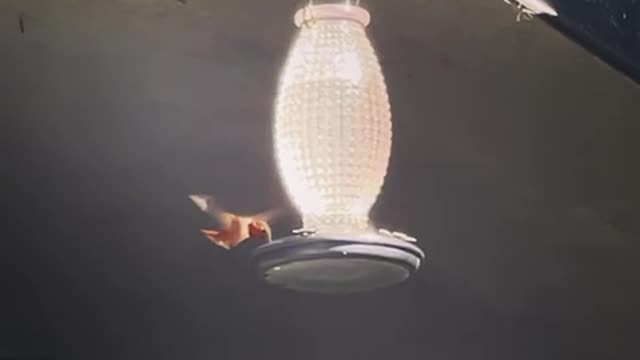 Hummingbird feeder #7