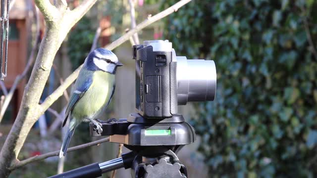 Curious Little Beautiful Bird Looking at a Camera