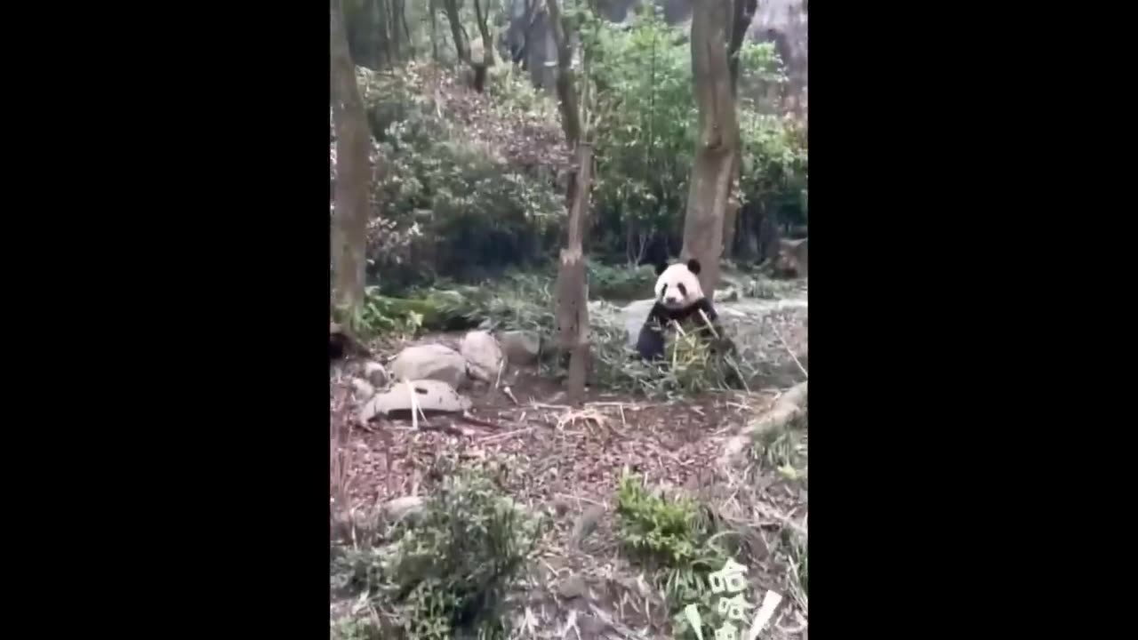 Enjoy 😍 this funny video 📸 ## without laughing 😂😂😂😂