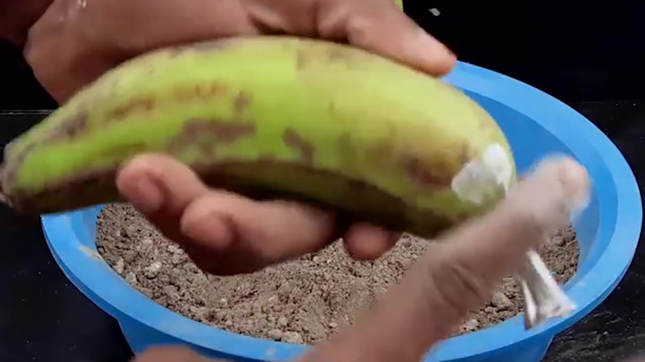 Growing Banana tree from banana fruit at Home