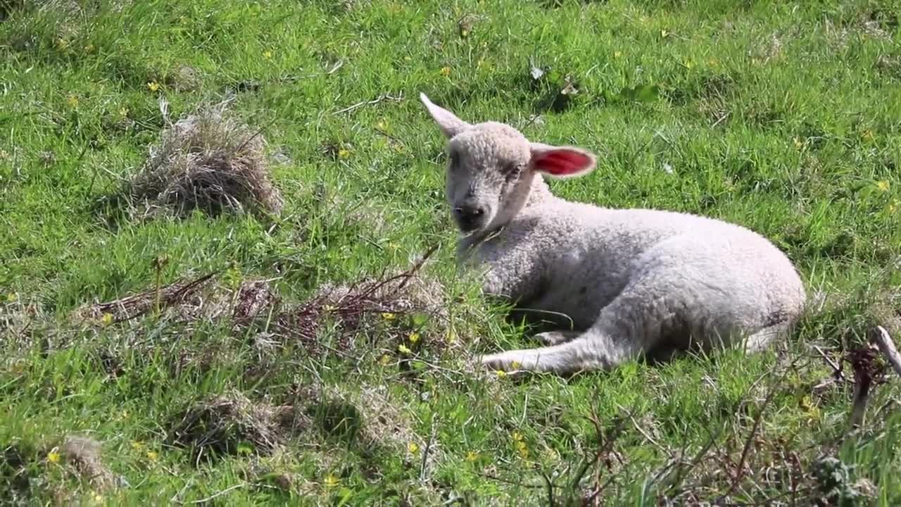 Lamb,Lamb video,Animal,Animal video