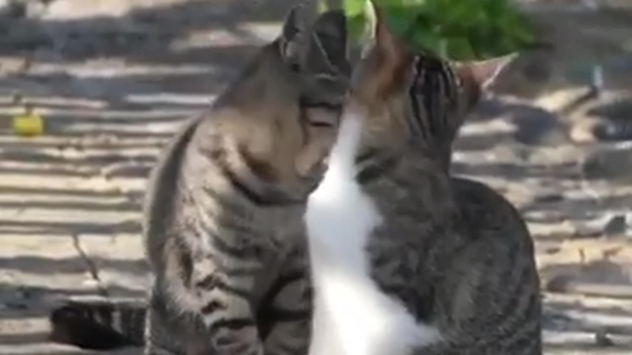 Funny cat and dog 🐕🐈