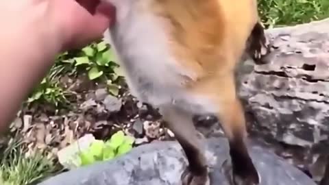 A cute little fox