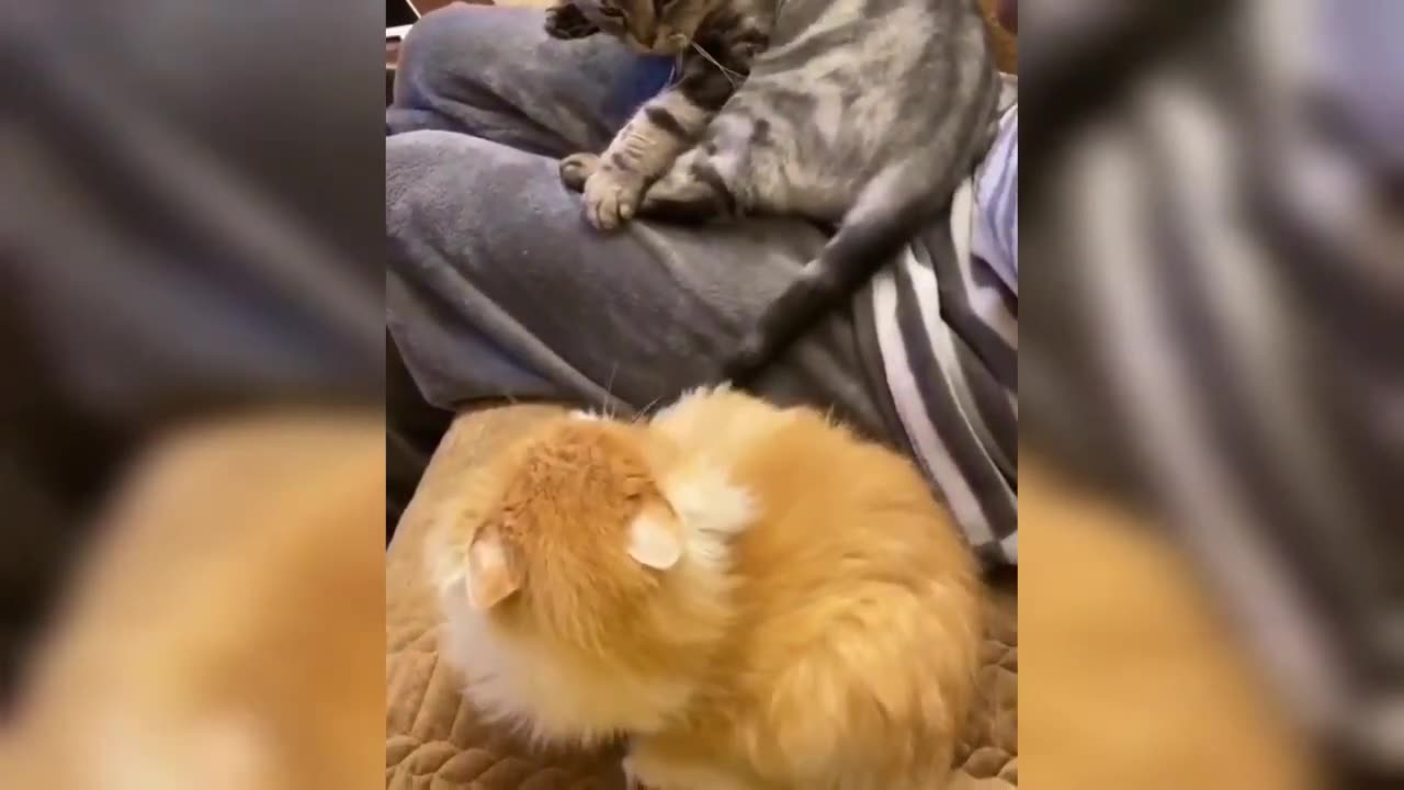 Best funny animal
