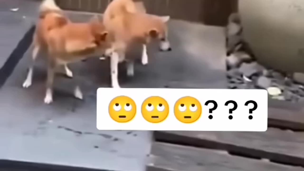 Funny dogs