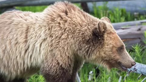 BLACK BEAR OR GRIZZLY BEAR?。The most missed question.