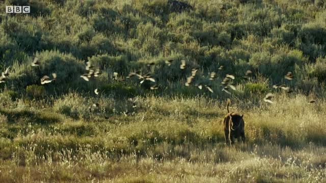 Bison Fight for Mating Rights BBC Earth