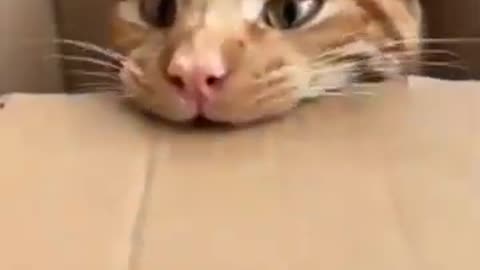 cat_video #viral #comedy #shortvideos #trending #funny #cat #tiktok #tiger #subscribe#animals