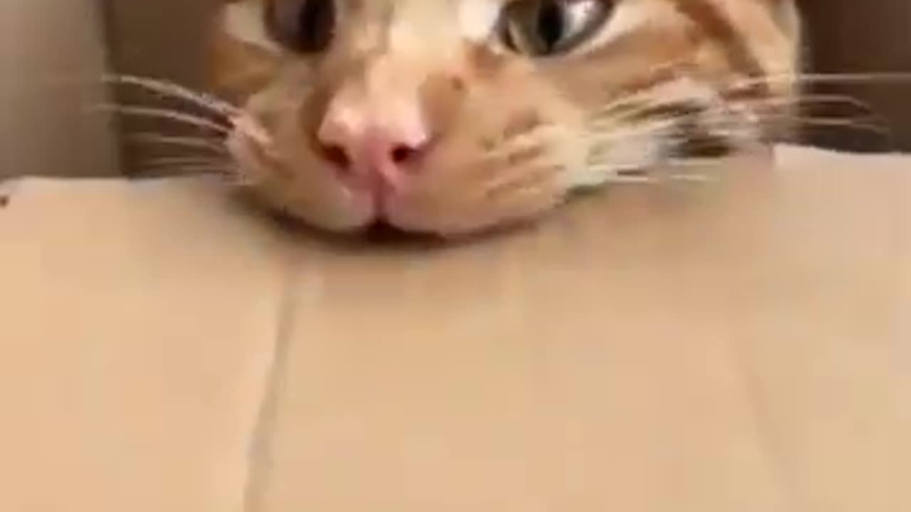 cat_video #viral #comedy #shortvideos #trending #funny #cat #tiktok #tiger #subscribe#animals