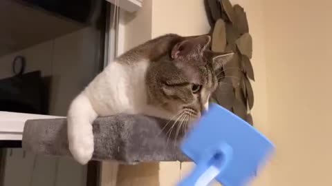 Bro no brushed