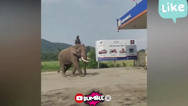 The elephant goes to fill up gas