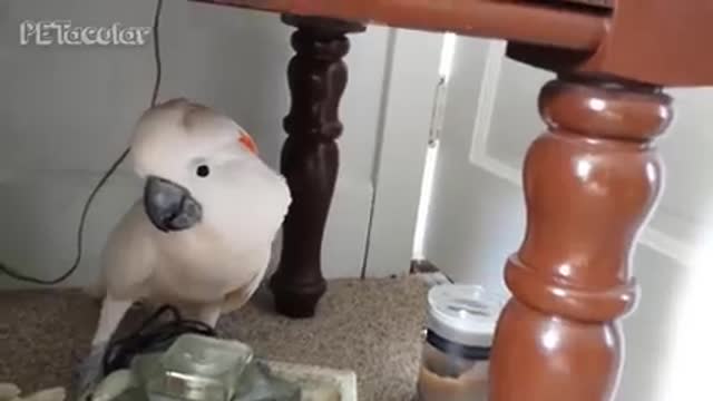 Funny cockatoo talking compilation _cockatoo funny