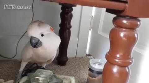 Funny cockatoo talking compilation _cockatoo funny